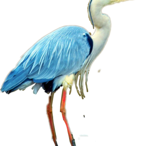 Heron PNG