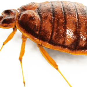 Bed bug PNG