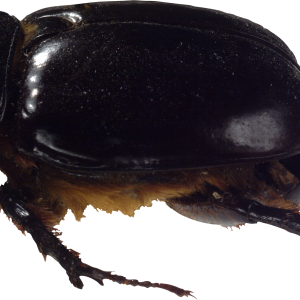 bug PNG image