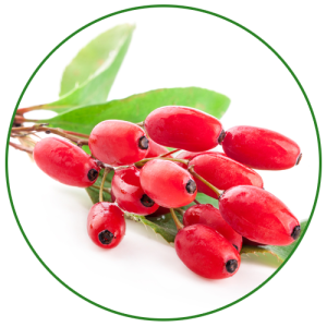 Berberis PNG