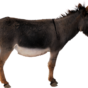 Donkey PNG