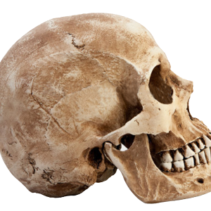 Skull PNG