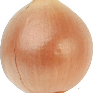 Onion PNG image