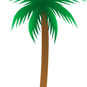 Palm tree PNG