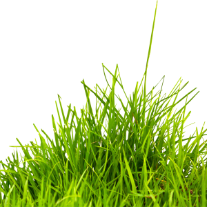 Grass PNG