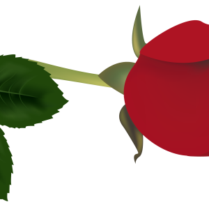 Rose PNG
