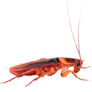 Roach PNG