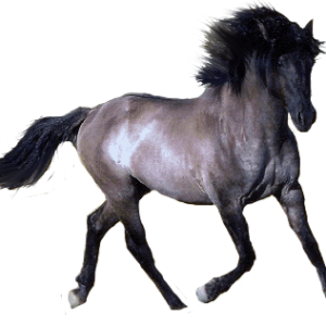 Horse png image
