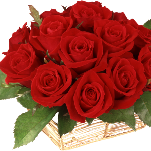 Rose PNG
