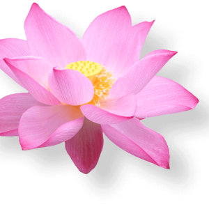 Lotus flower PNG
