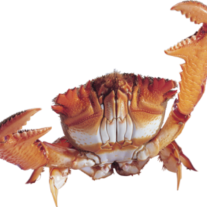 Crab PNG