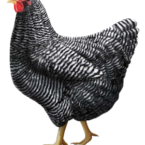 Gray chicken PNG image
