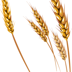 Wheat PNG