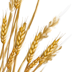 Wheat PNG