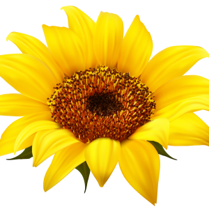 Sunflower PNG