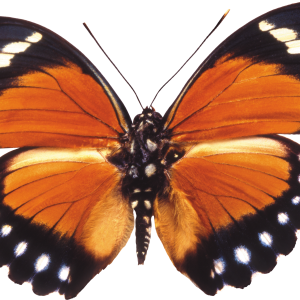 Butterfly PNG image
