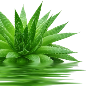Aloe vera PNG