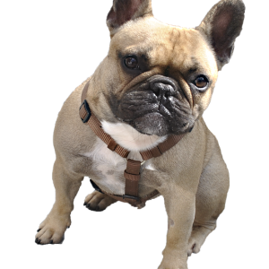 Bulldog PNG