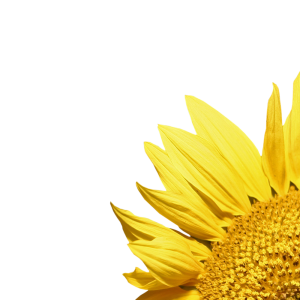 Sunflower PNG