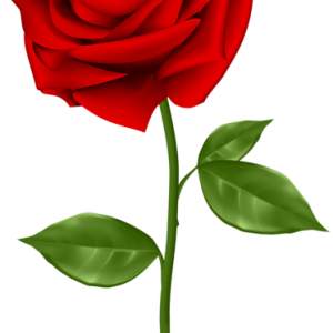 Rose PNG