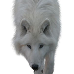 Wolf PNG