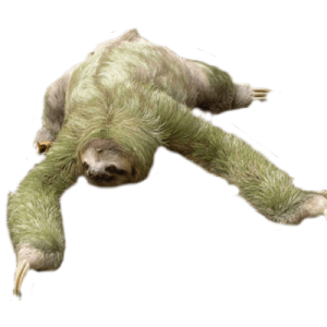 Sloth PNG