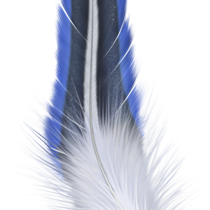 Feather PNG
