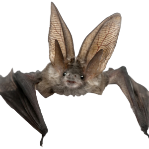 Bat PNG