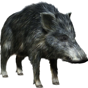 Boar PNG