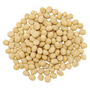 Soybean PNG