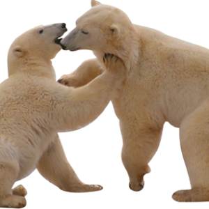 Polar white bear PNG