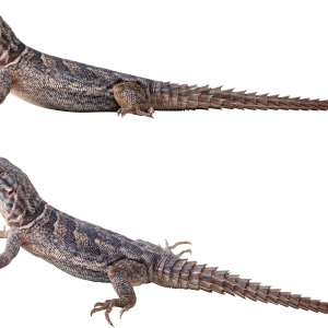 Gecko PNG