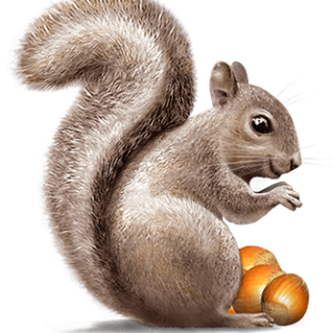 Squirrel PNG