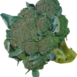 Broccoli PNG