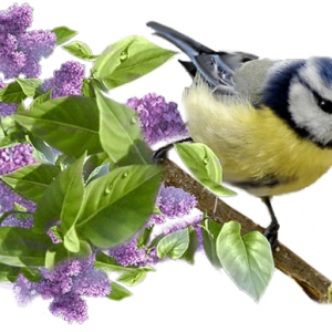Lilac PNG