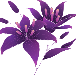 Lilium PNG