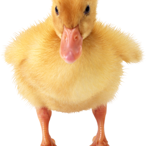 Little duck PNG image