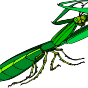 Mantis PNG
