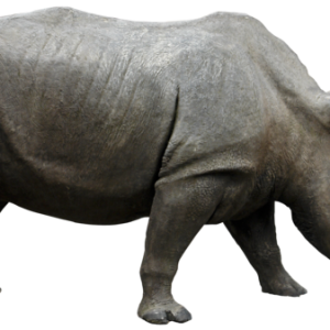 Rhino PNG