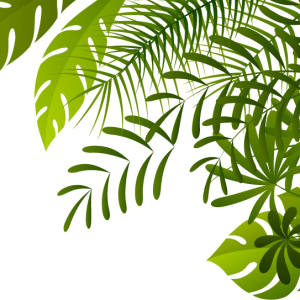 Jungle PNG