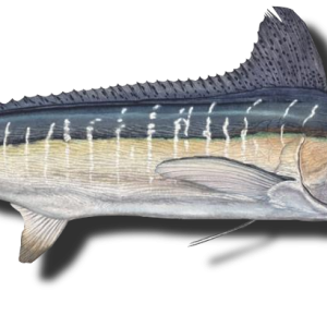 Swordfish PNG