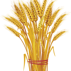Wheat PNG