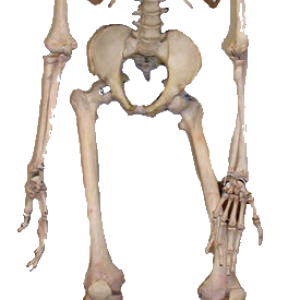 Skeleton PNG image