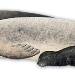 Harbor seal PNG