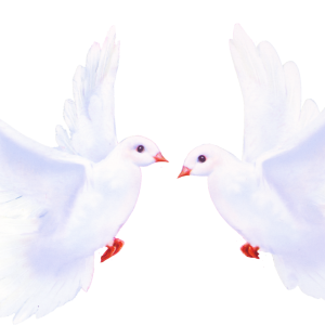 Pigeon PNG