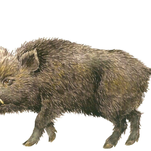 Boar PNG