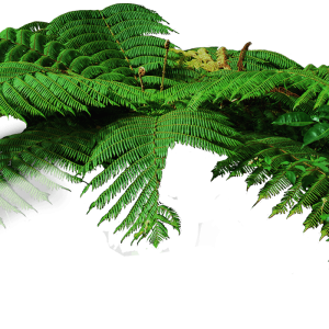 Jungle PNG