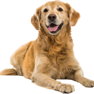 Dog PNG
