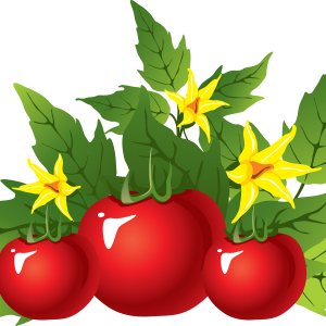 Tomato picture PNG transparent background