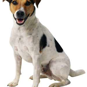 Dog PNG